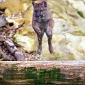slides/IMG_4783_1.jpg wildlife, feline, big cat, cat, predator, fur, cougar, mountain, lion, puma, jump, leap WBCW93 - Puma - Mountain Lion - Jump